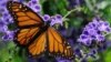 Many Monarch Butterflies Not Flying South for Winter