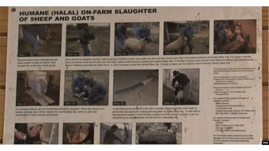 Poster ini menjelaskan mengenai tata cara penyembelihan halal ini terpampang di salah satu dinding peternakan Wagon Wheel, Maryland.