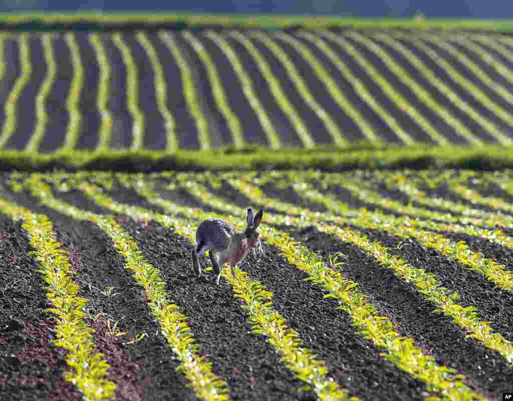 A hare runs in a farm in Frankfurt, Germany.