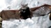Disease Continues to Threaten American Bats