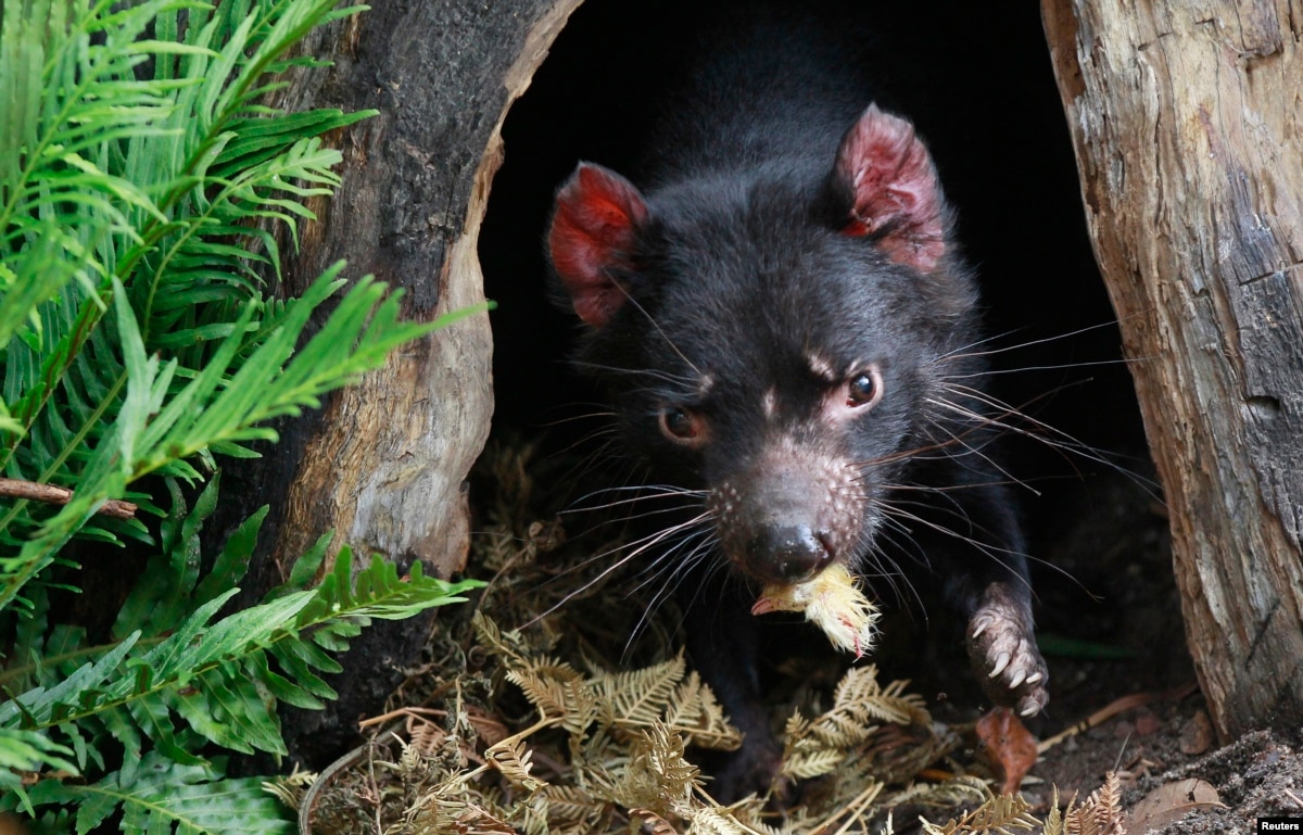 Extinct Australian Predator Was Fierce, but No Tasmanian Devil