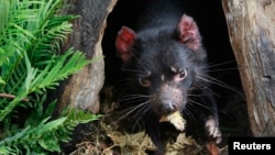 FILE - A Tasmanian Devil eats the head of a small chicken at its new enclosure at Wild Life Zoo in central Sydney, Australia.