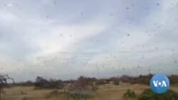 Plague of Locusts Threaten Kenya’s Crops