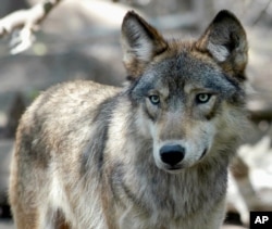 FILE - This July 16, 2004, photo shows a gray wolf at the Wildlife Science Center in Forest Lake, Minn.