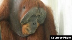 Orangutan Sumatera bernama Paguh yang mengalami kebutaan setelah ditembak senapan angin. Kamis (21/11) (courtesy: YEL-SOCP)