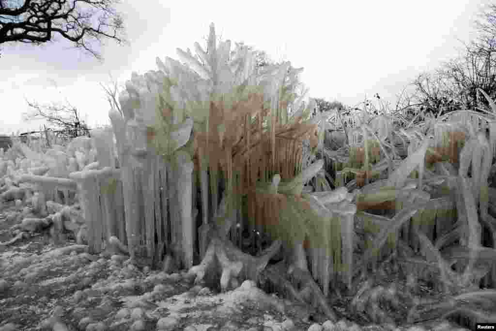 Frozen plants are covered in ice, as Storm Darcy affects large parts of Britain, in Shenley, Hertfordshire.