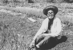 1964년 자신의 카네이션 농장에 앉아있는 천연희. (사진제공=일조각)