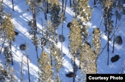 Wolf pack beds down in Yellowstone National Park, where numbers have multiplied five-fold to over 500 since their re-introduction in the mid-1990s. (Credit: NPS)