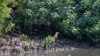Disinggahi Burung Migran, KEE Mangrove Ujungpangkah Gresik Diusulkan Jadi Situs Ramsar