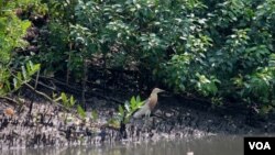 Salah satu jenis burung yang singgah di kawasan hutan mangrove Wonorejo, Surabaya (foto: VOA/Petrus Riski).