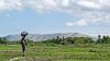 Agriculture Short-Changed in Haiti's Post-Quake Recovery