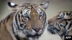 Tajlanda përdor teknologjinë për të mbrojtur tigrat