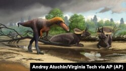 This illustration provided by Andrey Atuchin and Virginia Tech in May 2019 shows a Suskityrannus hazelae, a cousin of the Tyrannosaurus rex.