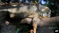 An iguana sleeps on a branch of a tree at Phnom Tamao Zoo and Wildlife Rescue Center in Tra Pang Sap village, Takeo province, some 45 kilometers (28 miles) south of Phnom Penh, Cambodia, file photo. 