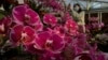 Orchids: A Project for Those at Home