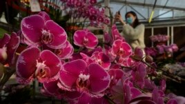 A woman wearing a face mask to protect against the spread of the coronavirus, takes photos of pots of Phalaenopsis orchids at one of Hong Kong's largest orchid farms located at Hong Kong's rural New Territories on Jan. 14, 2021.