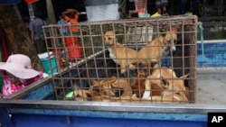 In this undated photo released by Dog Meat Free Indonesia, dogs for sale are seen in a cage on the back of a truck at a market in Air Madidi, North Sulawesi, Indonesia.