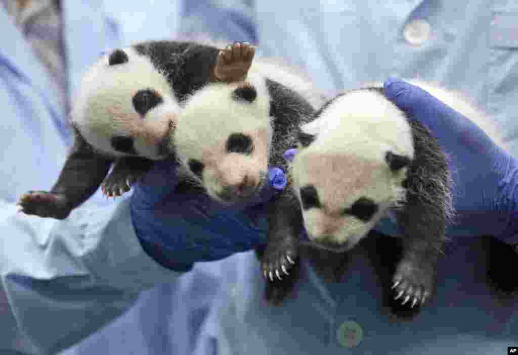 One-month-old triplet panda cubs receive a body check at the Chimelong Safari Park in Guangzhou in south China&#39;s Guangdong province.