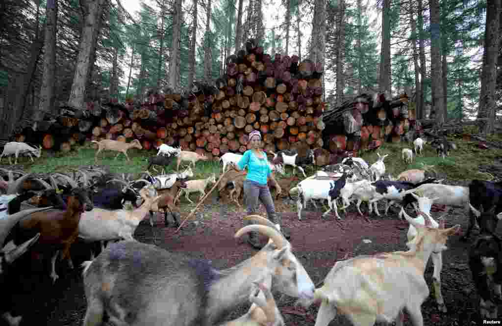 Ethiopian Agitu Idea Gudeta, 40, follows her goat herd through the mountain at Valle dei Mocheni near Trento, Italy.