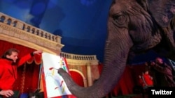 «ساندرا» فیل ۴۲ ساله هندی در حال نقاشی کردن با «فلوریان ریشتر»، صاحب و مربی اش در سیرک مجار