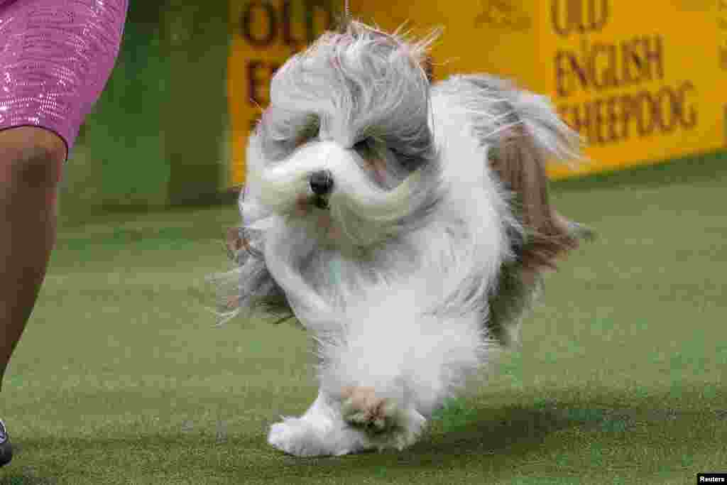 A dog competes at the 2020 Westminster Kennel Club Dog Show at Madison Square Garden in New York City, New York, Feb. 10, 2020.