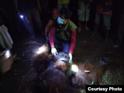 BKSDA Kalteng menyelamatkan orangutan jantan 29 Agustus 2019, kebakaran membuat mereka masuk ke kebun warga.(Foto: BKSDA Kalteng)