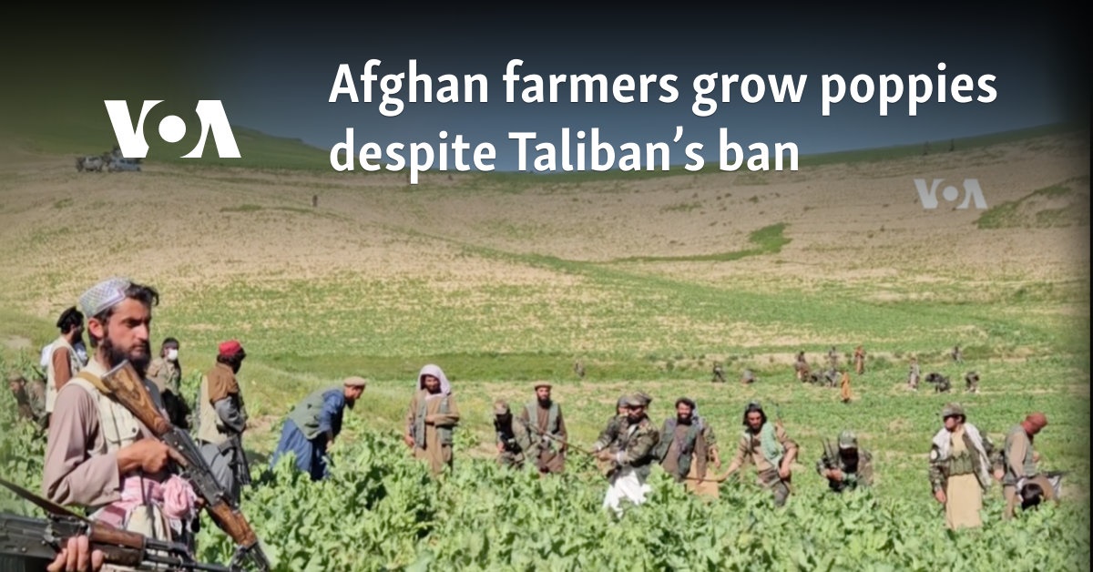 Afghan farmers grow poppies despite Taliban’s ban