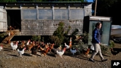 FILE - Chickens follow Heather Retberg at her family's farm, Sept. 17, 2021, in Penobscot, Maine.