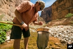 This June 24, 2014 photo shows U.S. Geological Survey scientist Ted Kennedy sampling aquatic insects in the Grand Canyon in Arizona.