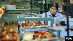 Seorang pekerja mengawasi pengepakan buah apel di Ridgeking Apple Packing, Michigan (7/6)