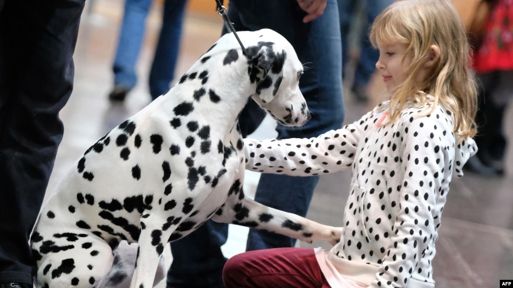 A Young Visitor Greets A Dalmatian During The World Dog Show Dog Fair In A Young Visitor Greets A Dalmatian During The World Dog Show Dog Fair In