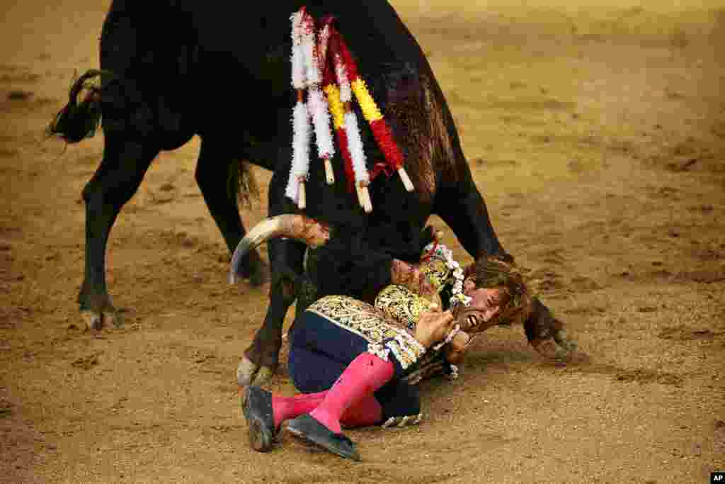 Một người đấu bò Tây Ban Nha nắm lấy sừng của con bò sau khi bị hất văng xuống đất tại Hội chợ San Isidro ở Madrid, Tây Ban Nha, ngày 26 tháng 5, 2014.