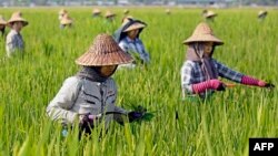 ေနျပည္ေတာ္ရွိ စပါးစိုက္ခင္းထဲတြင္ အလုပ္လုပ္ေနၾကတဲ့ လယ္သူမ တခ်ိဳ႕ (ေမ ၀၁၊ ၂၀၁၈)