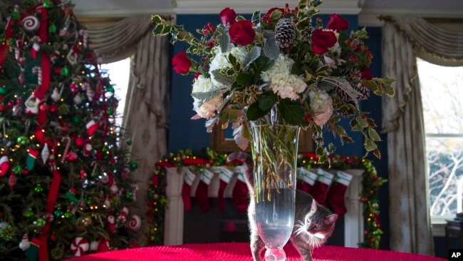 El gato de la familia Pence "Hazel" camina alrededor de un florero durante un recorrido de la prensa por las decoraciones navideñas en la residencia del vicepresidente, el jueves 6 de diciembre de 2018, en Washington. (Foto AP / Alex Brandon).