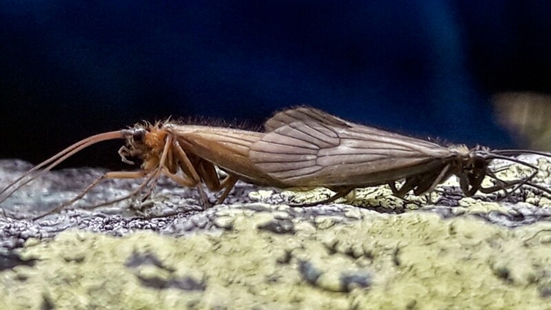 Kosovar Biologist Names Newly Discovered Insect after Coronavirus