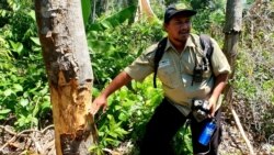 Ranger Profauna di Malang selatan, Erik Yanuar menunjukkan salah satu cara mengecek kayu pohon mana yang akan ditebang, selain dibakar bagian bawahnya dan diracun (Foto:VOA/ Petrus Riski).