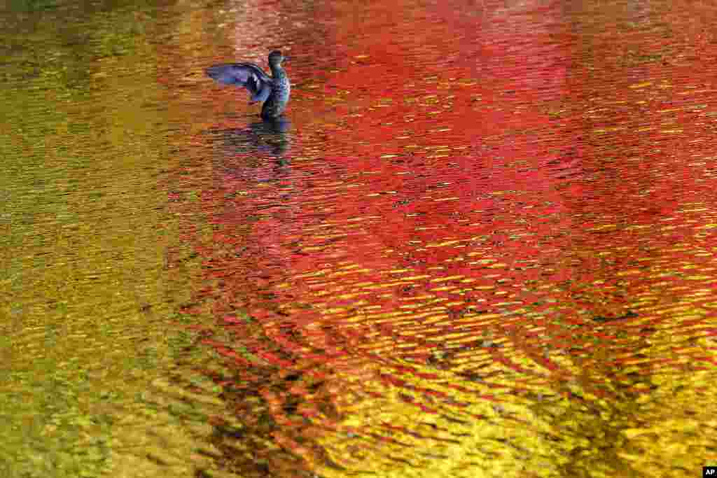 A duck spreads its wings in a pond as fall foliage colors are reflected on the water, in Nagano, central Japan.