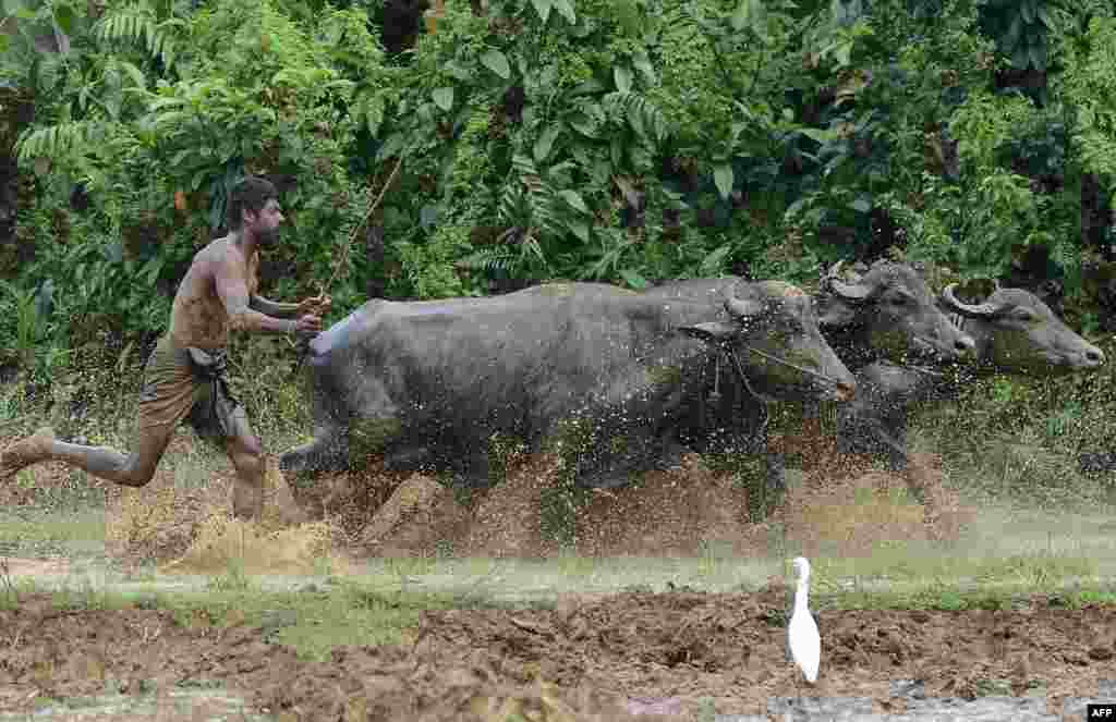 A farmer ploughs a field in Horana, on the outskirts of Colombo, Sri Lanka.