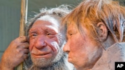 FILE - The March 20, 2009 file photo shows the prehistoric Neanderthal man "N", left, as he is visited for the first time by another reconstruction of a homo neanderthalensis called "Wilma", right, at the Neanderthal museum in Mettmann, Germany.