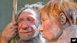 Scientists at Germany's Max Planck Institute have released a final version of a high-quality sequencing of a Neanderthal genome.