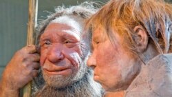 Study Shows that Neaderthals Weren't Inferior to Modern Humans