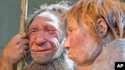 FILE - Reconstruction of a homo neanderthalensis at the Neanderthal museum in Mettmann, Germany. 