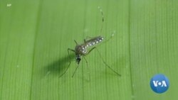 Brazilian Researchers Modernize Mosquito Traps