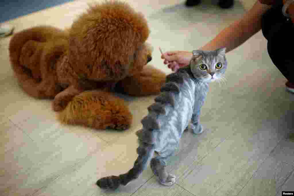 Một con mèo được tỉa lông hình &quot;xương sống khủng long stegosaurus&quot; đứng bên cạnh một con chó tại một cửa hàng thú nuôi tại thành phố Đài Nam, Đài Loan, ngày 19 tháng 6, 2016.