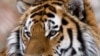 Countries Work on Agreement to Save Tigers