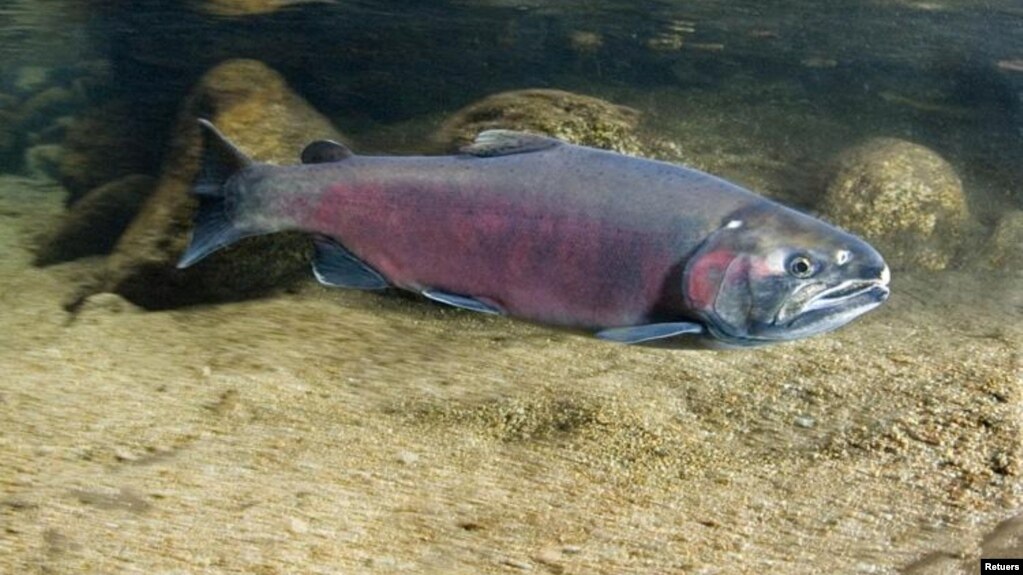 A Coho Salmon is pictured in this undated photo. (Photo Courtesy of NOAA Fisheries/Handout via REUTERS)