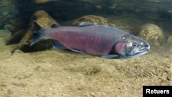 A Coho Salmon is pictured in this undated photo. (Photo Courtesy of NOAA Fisheries/Handout via REUTERS)