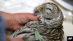 In this photo taken in the early morning hours of Oct. 24, 2018, wildlife technician Jordan Hazan records data in a lab in Corvallis, Ore., from a male barred owl he killed earlier in the night. 