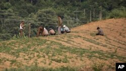 지난해 6월 평양 인근 도로변 농장에서 주민들이 밭에 씨를 뿌리고 있다.