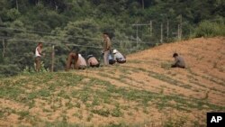 지난 2017년 6월 평양 인근 도로변 농장에서 주민들이 밭에 씨를 뿌리고 있다. (자료사진)
